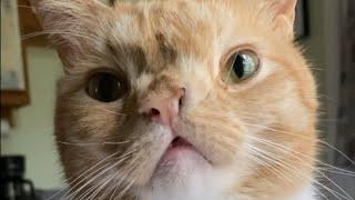 I adopted a judgmental cat. Here's what happened.