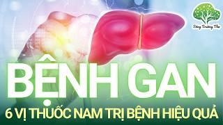 6 Vị Thuốc Nam Trị Bệnh Gan Hiệu Quả