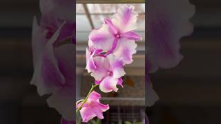 Dendrobium Humming Butterfly #shorts #shortvideo #youtubeshorts #orchid #dendrobium