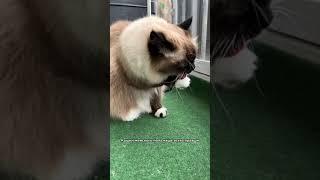 А вы знали, что котики бывают правшами и левшами?