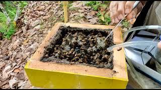 Melipona honey extraction