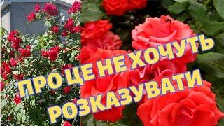 УСЬОГО ДВА дешевих  ПРЕПАРАТИ!  КВІТІВ більше, ніж ЛИСТЯ НА ТРОЯНДАХ️️️