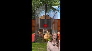 Smart Coop is a Smart Chicken Coop for Beginners | TechCrunch