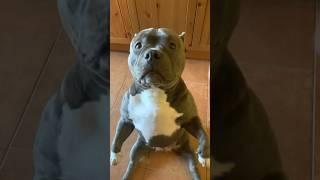Девочки такие девочки ️ Американский булли покет , питомник Bully Company #americanbully #puppy