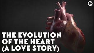 The Evolution of the Heart (A Love Story)