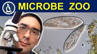 PARAMECIA grown at home - TIPS and TRICKS for your microbe zoo!  224