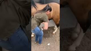 Sexy girl and horse