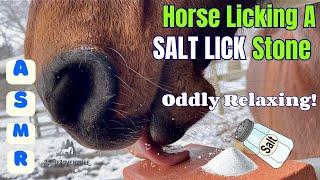 Horse LICKING A SALT LICK Stone ASMR Oddly Relaxing Horse Sounds / Horse Care