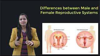 What is Difference Between Male and Female Reproductive Systems?