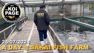 A DAY @ SAKAI FISH FARM - TheKoiPage