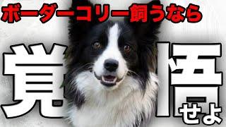 【解説】迎える前に1度見て！ボーダーコリーの魅力や注意点について教えます！