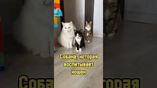 Собака, которая воспитывает кошек  #питомцы #собака #котики #кошка #котенок