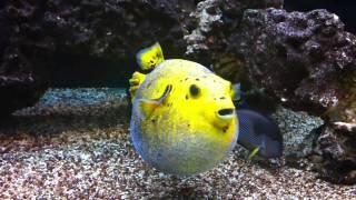 Golden Puffer Puffed Up