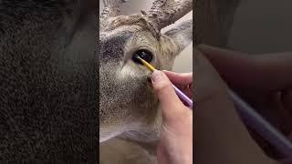 Finish Work on a Deer Mount