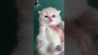 Tool Items! New Viral Gadgets, cute cat ️cat meowing kitten#shorts #cat#cutecat