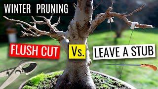 How to prune a bonsai tree |  Winter pruning a Trident Maple bonsai