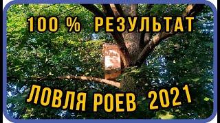 Поменял место,пошли рои|лучшее место для ловли роев|ловля роев 2021