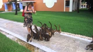 Feeding coatis in Mexico