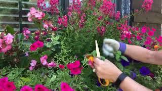 Pruning Angelonia