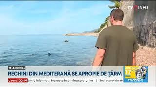 Rechini din Mediterană se apropie de țărm