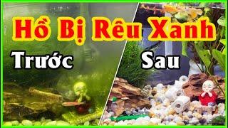 Tại sao bể cá bị rêu - Cách xử lý RÊU TẢO Hồ Cá Nước Trong Vắt