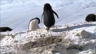 So some penguins turn to a life of crime