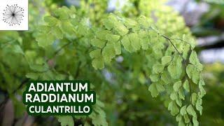 Shade Plants: All about the fern Adiantum raddianum