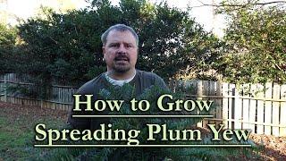 How to grow Spreading Japanese Plum Yew (Low Maintenance Evergreen Groundcover Conifer)