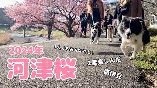 【河津桜】桜並木さんぽを二度楽しむわんこ【南伊豆】