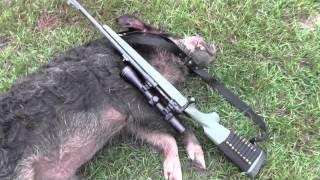 Savage Hog hunter - hog head shot