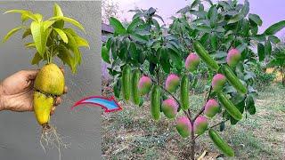 For Growing Mango Tree with Cucumber and grow fruit fast - Unique Technique propagate mango