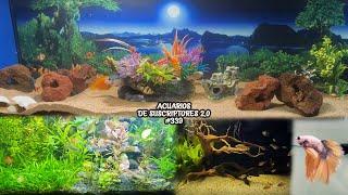 CICHLIDS, SCALAR FISH, BETTA FISH | Subscriber Aquariums #339 | AcuariosLP