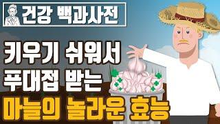 키우기 쉬워서 푸대접 받을뿐  놀라운 효능을 가진 마늘! @세모지