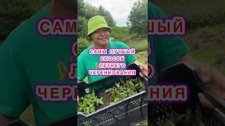 ЛЕГЧЕ И ПРОЩЕ ПРОСТО БЫТЬ НЕ МОЖЕТ, А РЕЗУЛЬТАТ ВСЕГДА 100%! #черенок#черенкование #черенкованиероз