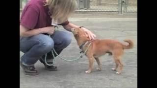 United Hope for Animals invites you to ADOPT A SHELTER PET