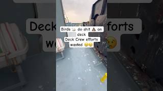Deck Crew efforts Wasted  #explore #shiplife #sea #birds #merchantnavy