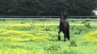 black beauty.flv