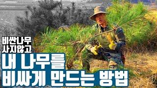 초보자도 할 수 있는 어린 소나무 전지. 특수목 곡전지로 작품 만들기! (가브리편) [전원주택, 정원 조경]