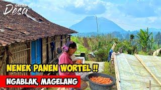 NENEK PANEN WORTEL !! SUASANA DESA LERENG GUNUNG MERBABU - Cerita Desa Tejosari, Ngablak, Magelang