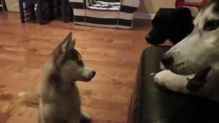 Mishka Protects Her Bone from Husky Puppy Laika!