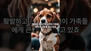 한국에서 가장 사랑받는 견종 TOP5 #지식#정보#top #dogs#shorts#korea#ranking