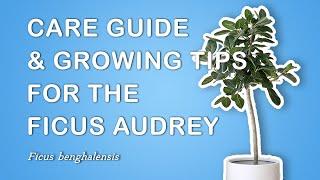 Growing & Caring For the Ficus Audrey (Ficus Benghalensis)