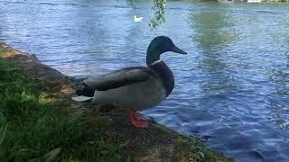 Duck Picnic