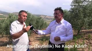 Arsa Yatırımı (Zeytinlik) Ne Kadar Kârlı?