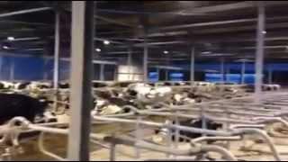 Very nice cow barn in the Netherlands - CowSignals