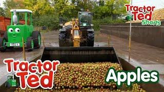 Lets Look at Apples  | Tractor Ted Shorts | Tractor Ted Official Channel