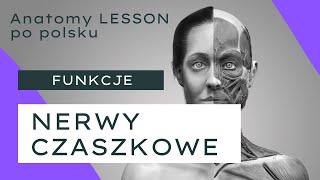 ANATOMY LESSON po polsku - #14 Nerwy czaszkowe - funkcje