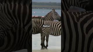 Warum haben Zebras Streifen?