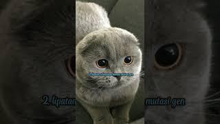 Fakta unik kucing Scottishfold#shorts