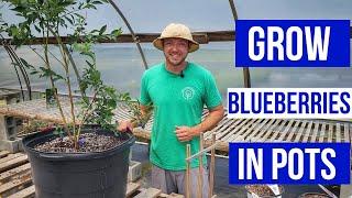 How to Grow Blueberries in Pots |Simple and Easy Care Tips|